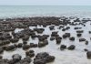 Stromatolites