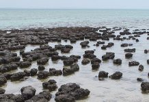 Stromatolites