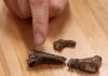 Research at Mines Unearths New Dinosaur Species