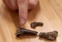 Research at Mines Unearths New Dinosaur Species