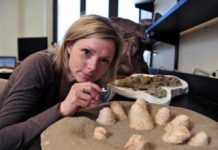 Dinosaur Egg Study Supports Evolutionary Link Between Birds and Dinosaurs