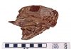 First Land Animals Kept Fishlike Jaws for Millions of Years