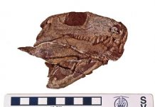 First Land Animals Kept Fishlike Jaws for Millions of Years
