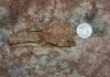 New Dinosaur Fossil Discovered in China