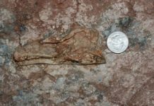 New Dinosaur Fossil Discovered in China