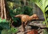 Bone-Headed Dinosaur Hinting at Higher Diversity of Small Dinosaurs