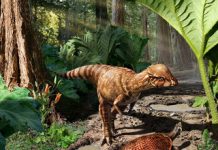 Bone-Headed Dinosaur Hinting at Higher Diversity of Small Dinosaurs