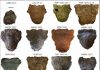 Four New Dinosaur Species Identified
