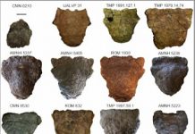 Four New Dinosaur Species Identified