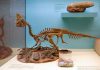 Mum and Dad Dinosaurs Shared the Work