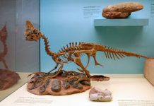 Mum and Dad Dinosaurs Shared the Work