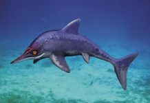Fossil Saved from Mule Track Revolutionizes Understanding of Ancient Dolphin-Like Marine Reptile