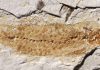The Eloquence of Otoliths Seen in a 23-Million-Year-Old Fish Fossil