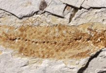 The Eloquence of Otoliths Seen in a 23-Million-Year-Old Fish Fossil