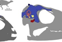 New Study Reveals Patterns of Dinosaur Brain Development