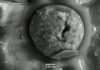 The Mammoth’s Lament: How Cosmic Impact Sparked Devastating Climate Change