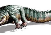 14 closely related crocodiles existed around 5 million years ago