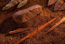 Origins of Human Culture Linked to Rapid Climate Change