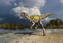 Small, Speedy Plant-Eater Extends Knowledge of Dinosaur Ecosystems