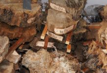 Subfossil Forest Discovered at Building Site in Zurich