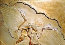 Paleontologists Discover Oldest Feathered Dinosaur “Archaeopteryx”