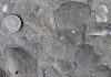 Clam Fossils Divulge Secrets of Ecologic Stability