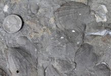 Clam Fossils Divulge Secrets of Ecologic Stability