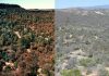 Dying Trees Set Stage For Erosion And Water Loss