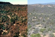 Dying Trees Set Stage For Erosion And Water Loss