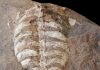How Turtles Got Their Shells: Fossil of Extinct South African Reptile