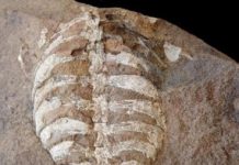 How Turtles Got Their Shells: Fossil of Extinct South African Reptile
