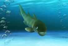 A new species of marine fish from 408 million years ago discovered in Teruel