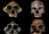 A Grassy Trend in Human Ancestors’ Diets