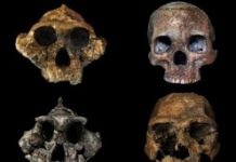 A Grassy Trend in Human Ancestors’ Diets