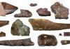 High Diversity of Flying Reptiles in England 110 Million Years Ago