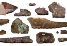High Diversity of Flying Reptiles in England 110 Million Years Ago
