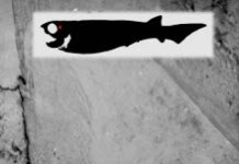 Putting flesh on the bones of ancient fish” 380 million year old fish”