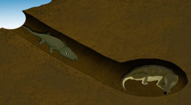 Oddest Couple Share 250 Million Year Old Burrow | Geology Page