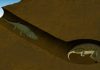 Oddest Couple Share 250 Million Year Old Burrow