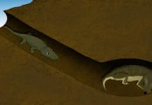 Oddest Couple Share 250 Million Year Old Burrow
