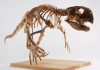 How ‘Parrot Dinosaur’ Switched from Four Feet to Two as It Grew