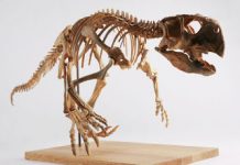 How ‘Parrot Dinosaur’ Switched from Four Feet to Two as It Grew