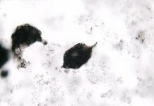 3 billion-year-old microfossils include plankton