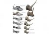 New Tandem-Horned Fossil Provides Missing Link To Unicorn Rhino