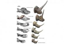 New Tandem-Horned Fossil Provides Missing Link To Unicorn Rhino