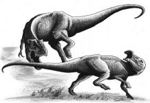 Tooth Is ‘Smoking Gun’ Evidence That Tyrannosaurus Rex Was Hunter, Killer