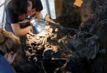 Fossil insect traces reveal ancient climate, entrapment, and fossilization