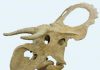 Big-nosed, long-horned dinosaur discovered in Utah