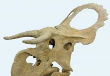 Big-nosed, long-horned dinosaur discovered in Utah
