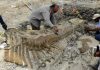 Dinosaur tail found in Mexico